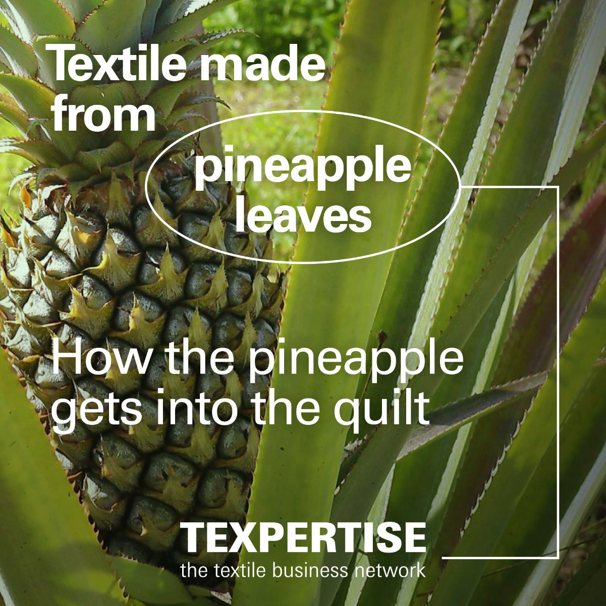 txp-pineapple-quilt-teaser